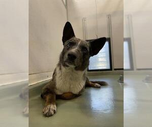 Australian Cattle Dog-German Shepherd Dog Mix Dogs for adoption in Riverside, CA, USA