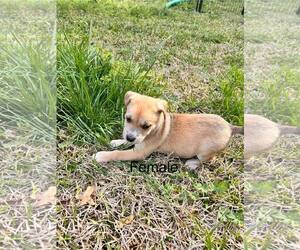 Huskies -Retriever Mix Dogs for adoption in Holly Springs, NC, USA