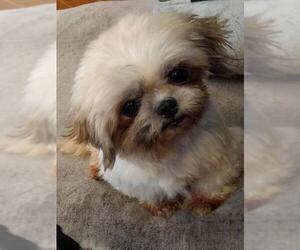 Shih Tzu Dogs for adoption in Lancaster, PA, USA