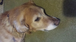 Golden Retriever Dogs for adoption in Akron, OH, USA