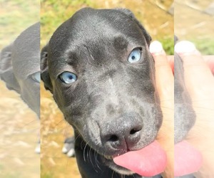 Labrador Retriever-Unknown Mix Dogs for adoption in NYC, NY, USA