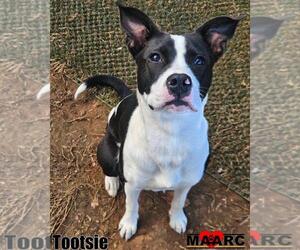 Mutt Dogs for adoption in Maryville, TN, USA