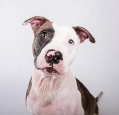Medium Photo #1 American Pit Bull Terrier Puppy For Sale in Atlanta, GA, USA