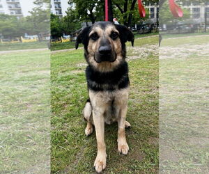 Mutt Dogs for adoption in Euless, TX, USA