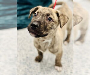 American Pit Bull Terrier-Unknown Mix Dogs for adoption in Manahawkin, NJ, USA