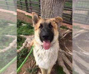 Anatolian Shepherd Dogs for adoption in Henderson, NV, USA