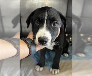 American Pit Bull Terrier-Unknown Mix Dogs for adoption in San Bernardino, CA, USA