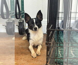 Chihuahua-Unknown Mix Dogs for adoption in Bolivar, MO, USA