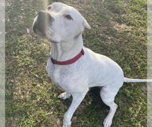 Dogo Argentino Dogs for adoption in Tavares, FL, USA
