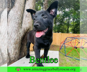 Chow Chow-Unknown Mix Dogs for adoption in Pensacola, FL, USA