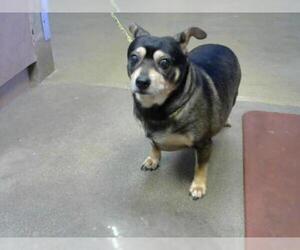 Chiweenie Dogs for adoption in Sacramento, CA, USA