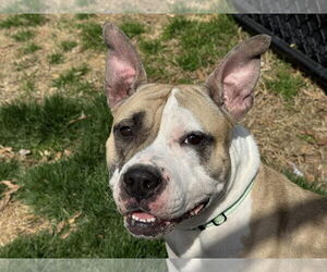 American Pit Bull Terrier-Unknown Mix Dogs for adoption in Millersville, MD, USA