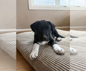 Mutt Dogs for adoption in Fort Collins, CO, USA