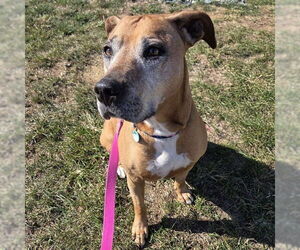 Rhodesian Ridgeback-Unknown Mix Dogs for adoption in Waterford, VA, USA