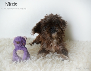 Shih Tzu Dogs for adoption in Kenner, LA, USA