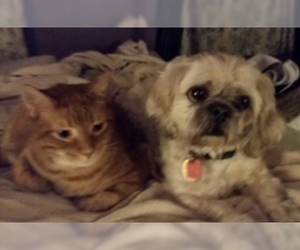 Shih Apso Dogs for adoption in Newport, KY, USA
