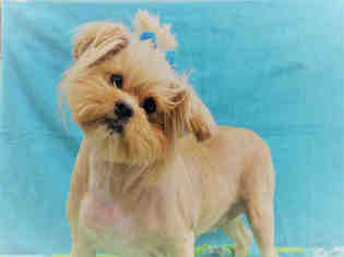Medium Photo #1 Shih Tzu Puppy For Sale in San Martin, CA, USA