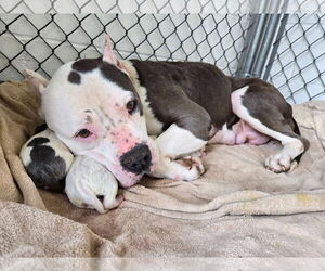 American Pit Bull Terrier-Unknown Mix Dogs for adoption in Berlin, MD, USA