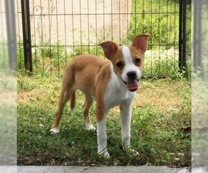 Boston Terrier-Unknown Mix Dogs for adoption in Okeechobee, FL, USA