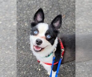 Pomsky Dogs for adoption in Matawan, NJ, USA