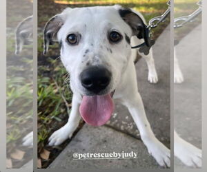 Labrador Retriever-Unknown Mix Dogs for adoption in Sanford, FL, USA
