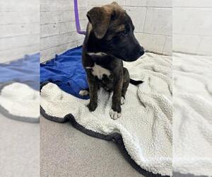 American Pit Bull Terrier-Unknown Mix Dogs for adoption in San Bernardino, CA, USA