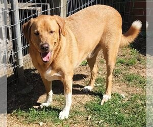 Collie-Labrador Retriever Mix Dogs for adoption in Scottsboro, AL, USA