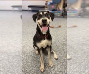 Mutt Dogs for adoption in Bemidji, MN, USA