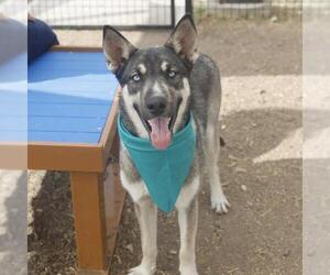 Medium Photo #1 Siberian Husky-Unknown Mix Puppy For Sale in San Antonio, TX, USA