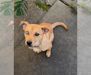 Shiba Inu-Siberian Husky Mix Dogs for adoption in Stockton, CA, USA