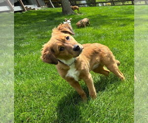Golden Retriever-Unknown Mix Dogs for adoption in Aurora, IN, USA