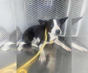 American Pit Bull Terrier Dogs for adoption in Bakersfield, CA, USA