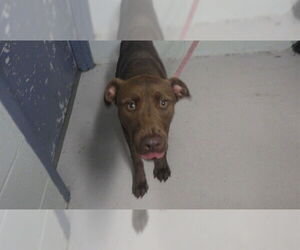 Labrador Retriever Dogs for adoption in Augusta, GA, USA