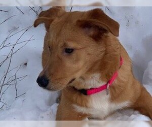 Retriever -Unknown Mix Dogs for adoption in Polson, MT, USA