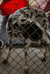Dalmatian Dogs for adoption in Baileyton, AL, USA