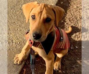 Redbone Coonhound Dogs for adoption in Hamilton, GA, USA