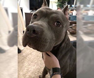 American Pit Bull Terrier Dogs for adoption in Rockville, MD, USA