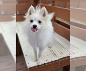 Pomeranian-Unknown Mix Dogs for adoption in Lebanon, PA, USA