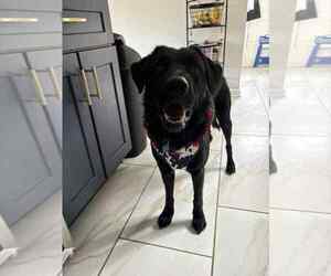 Labrador Retriever-Unknown Mix Dogs for adoption in Springdale, PA, USA