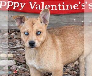 Shiba Inu-Unknown Mix Dogs for adoption in Yardley, PA, USA