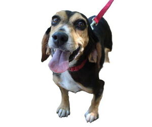 Beagle Dogs for adoption in Dunnellon, FL, USA