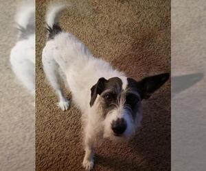 Jack Russell Terrier Dogs for adoption in Battle Ground, WA, USA