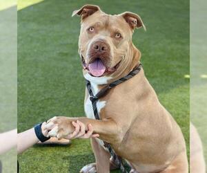 American Pit Bull Terrier Dogs for adoption in Camarillo, CA, USA