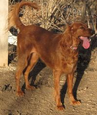 Irish Setter Dogs for adoption in Belleuve, NE, USA