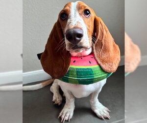 Basset Hound Dogs for adoption in Deepwater, NJ, USA