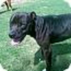 American Pit Bull Terrier Dogs for adoption in Hankamer, TX, USA