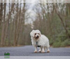 Havanese Dogs for adoption in Mt Carmel, PA, USA