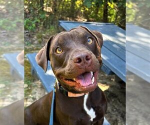 German Shorthaired Lab Dogs for adoption in Columbus, IN, USA