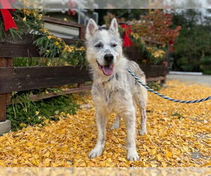 Siberian Husky Dogs for adoption in Santa Cruz, CA, USA