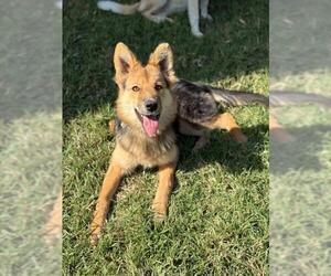German Shepherd Dog Dogs for adoption in Riverside, CA, USA